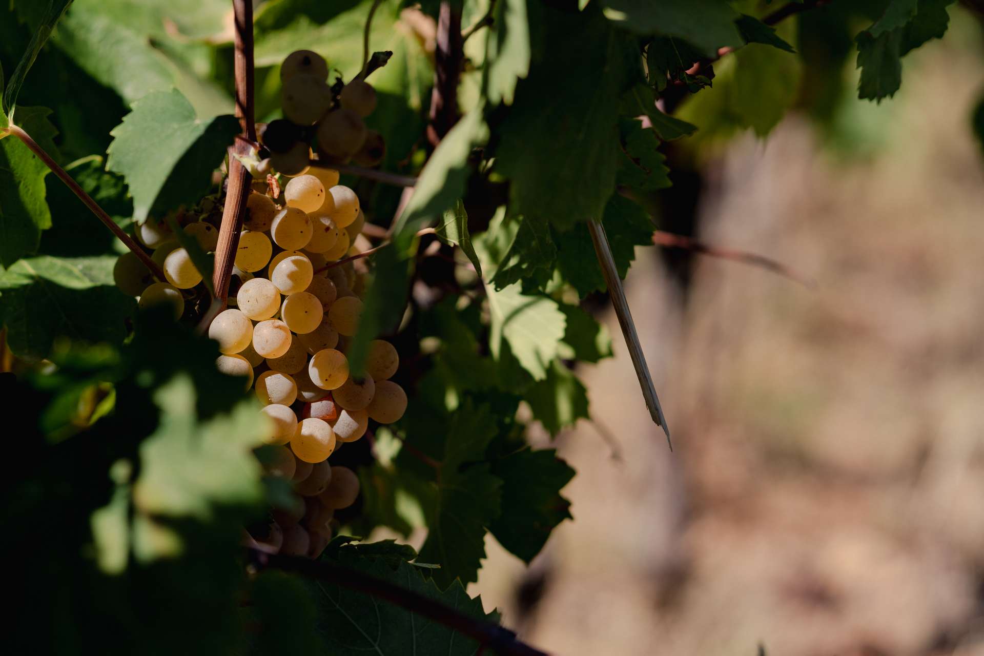 colli-maceratesi-doc-ribona-cantina-fontezoppa-11