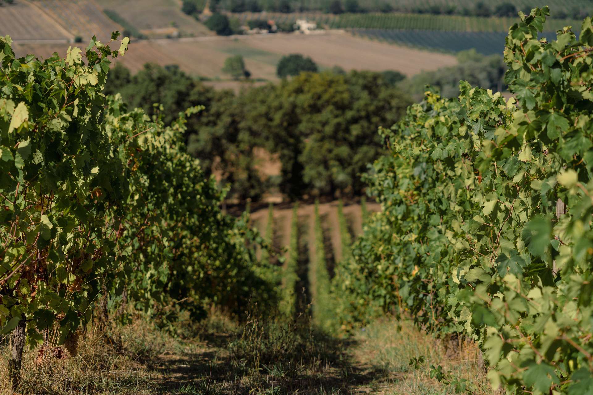 colli-maceratesi-doc-ribona-cantina-fontezoppa-12