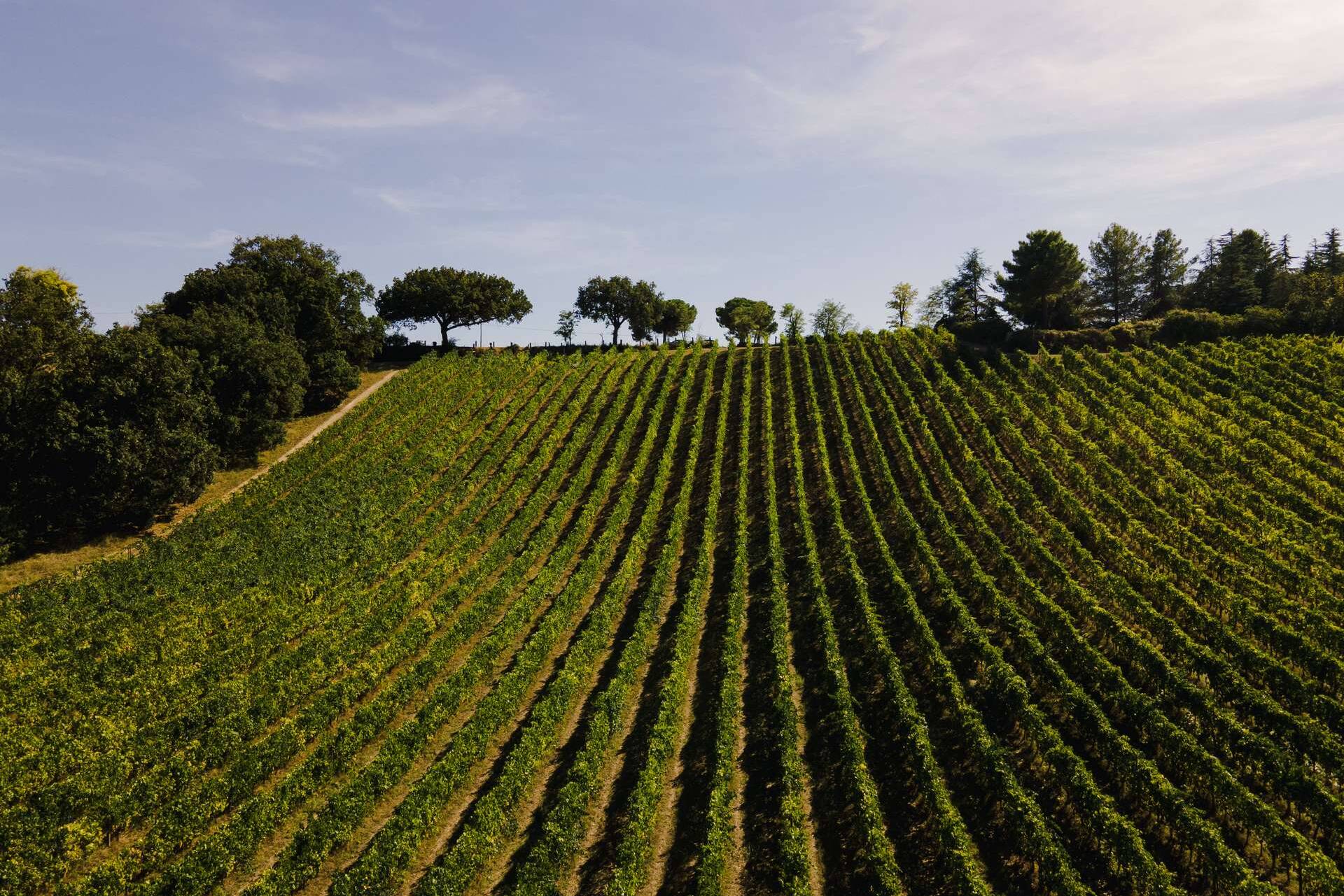 colli-maceratesi-doc-ribona-cantina-fontezoppa-14