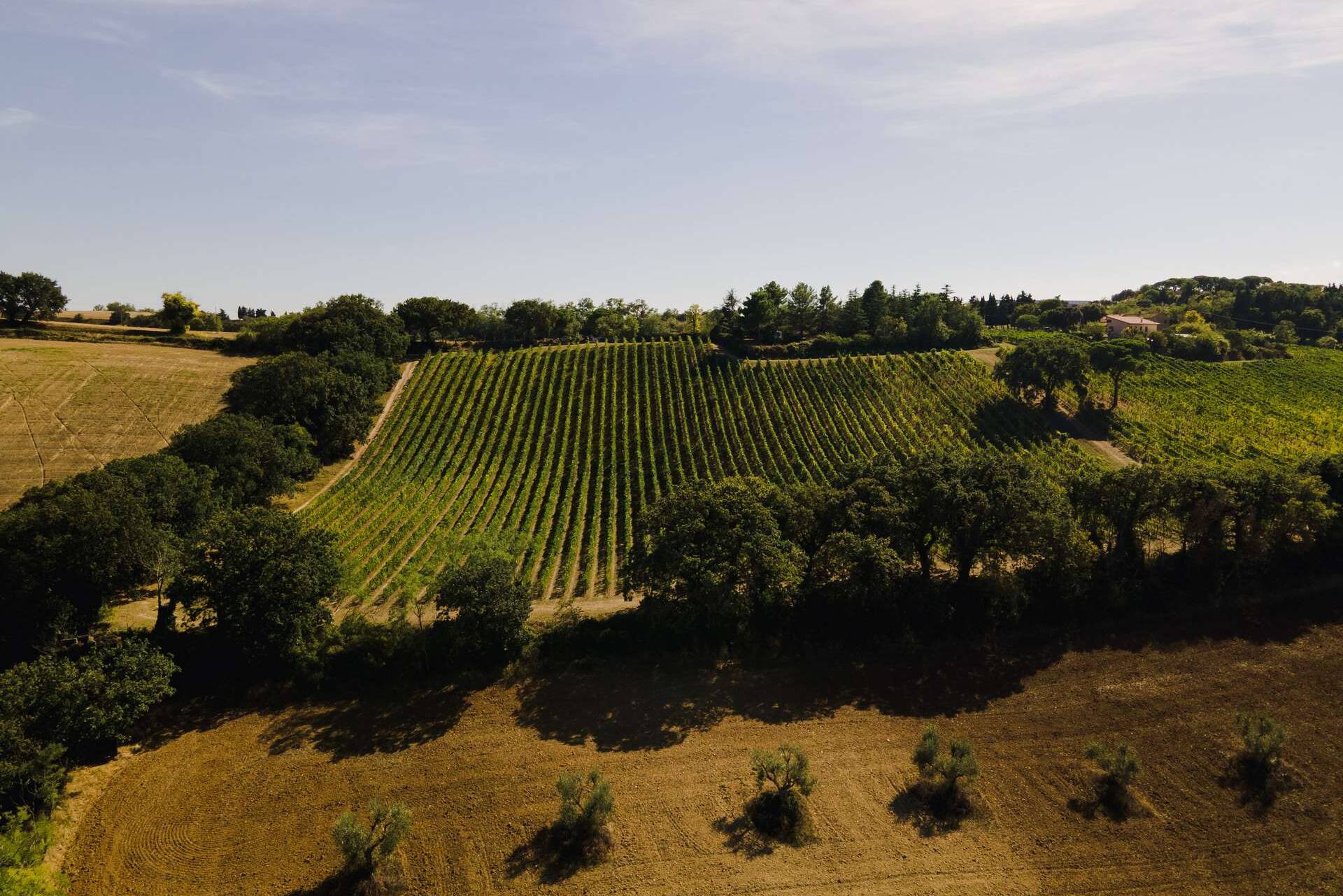 colli-maceratesi-doc-ribona-cantina-fontezoppa-15