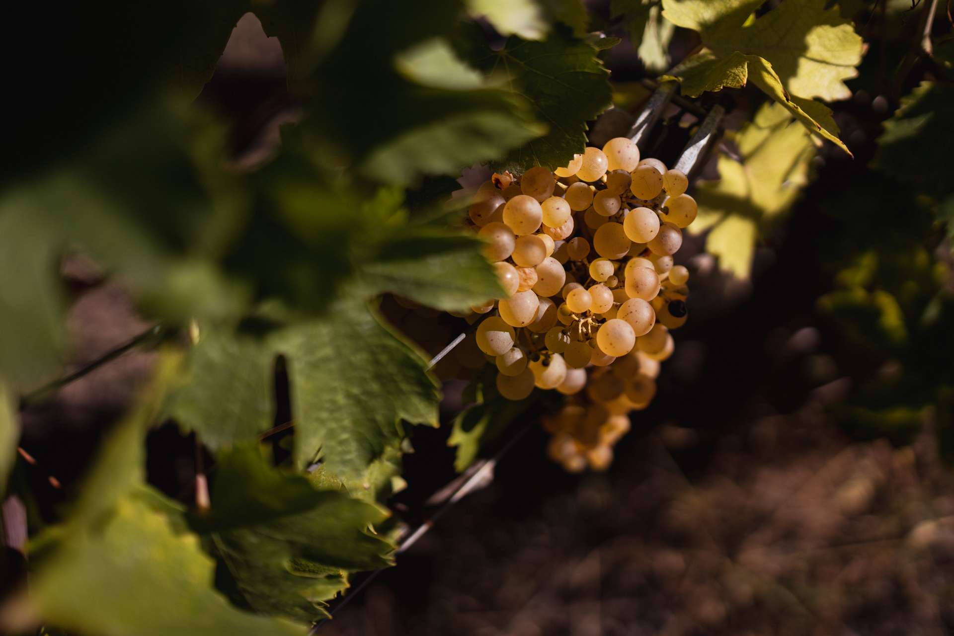 colli-maceratesi-doc-ribona-cantina-fontezoppa-17