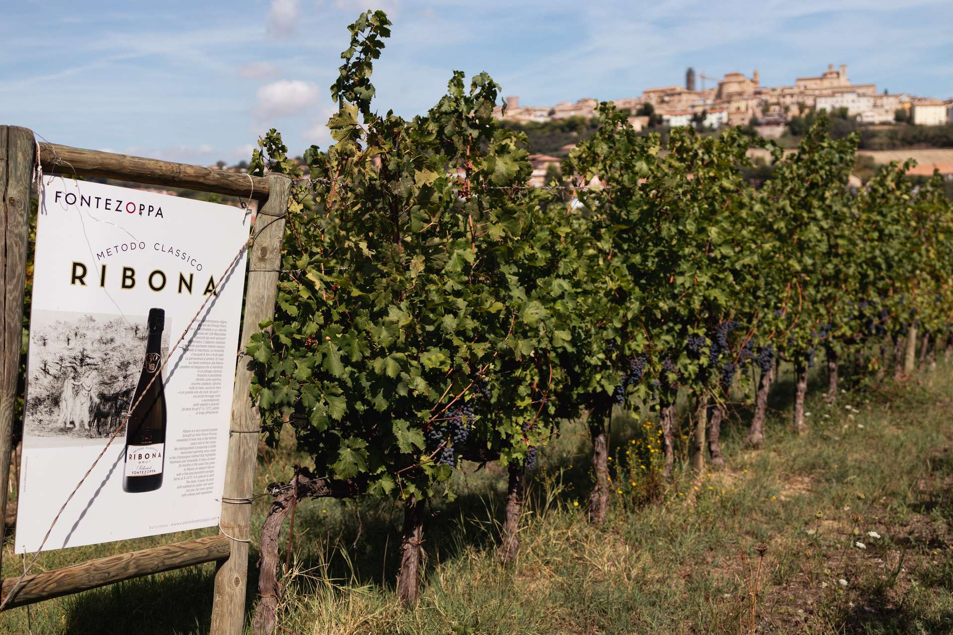 colli-maceratesi-doc-ribona-cantina-fontezoppa-4